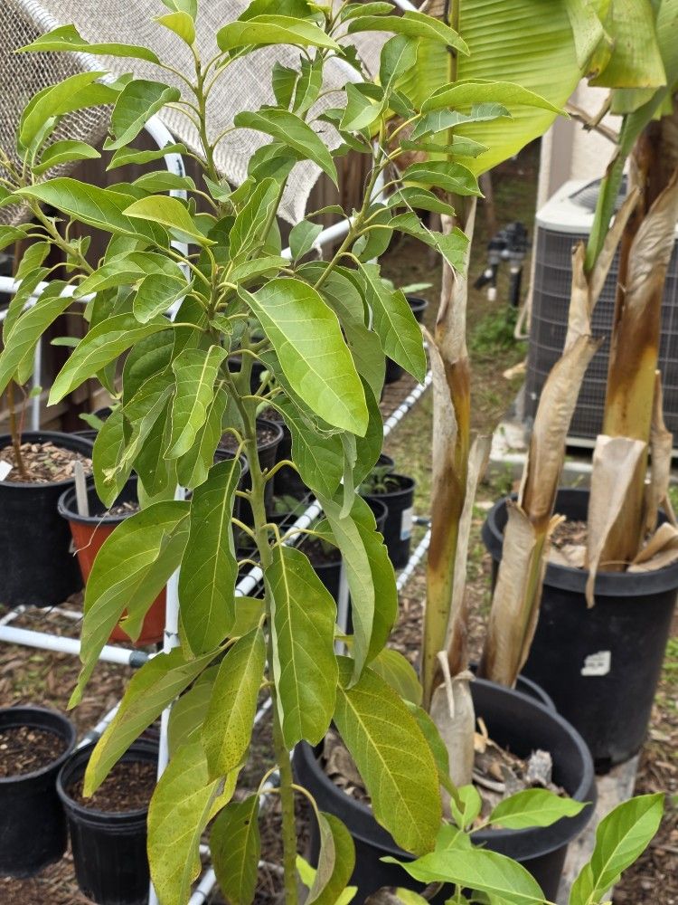 Hass Avocado Tree (15 gallon)
