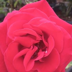  Trees And Bushes Rose Plants.