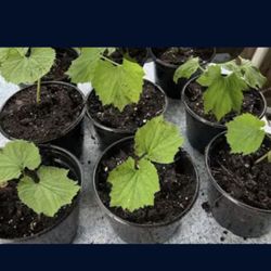 Bitter Mellon Plants  Ready To Grow Seedling Plants