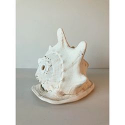 Queen Helmet Conch Shell
