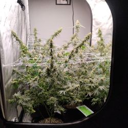 Growing Equipment With Tent Included