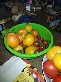 ORGANIC TOMATOES