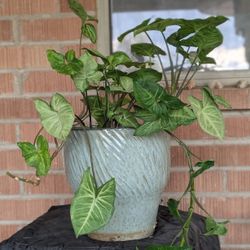 Arrowhead Plant With Pot