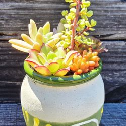 Succulent Arrangement In Painted Jarrito