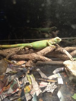Reptile Rescue