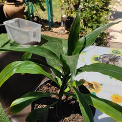 Planta De Sombra 