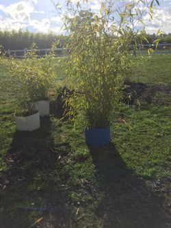 Bamboo clearance