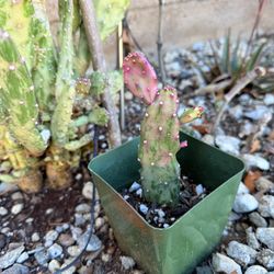 Rare Cactus Plant Pot 3”