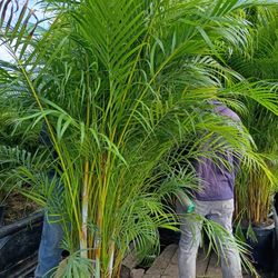 Arecas Over 8 Feet Tall Instant Privacy Hedge For Fence