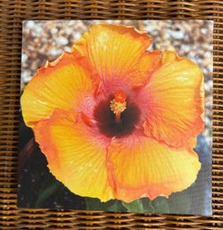 Hibiscus, Dianthus and Sunflower.
