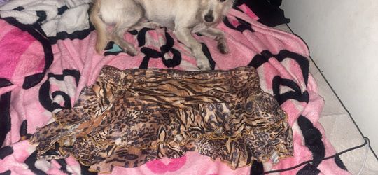 leopard skirt