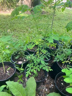 Moringa Tree Seedlings in Black Nursery Pots