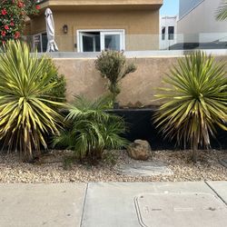 Free Palm Trees