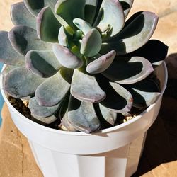 Beautiful succulents in white pot