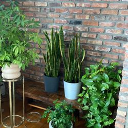 Snake Plant