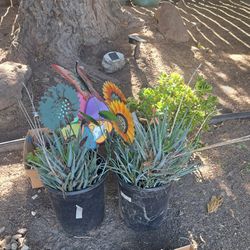 $2 Plants & Succulents