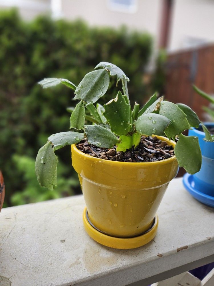 Inside Plant Christmas Cactus In Ceramic Pot