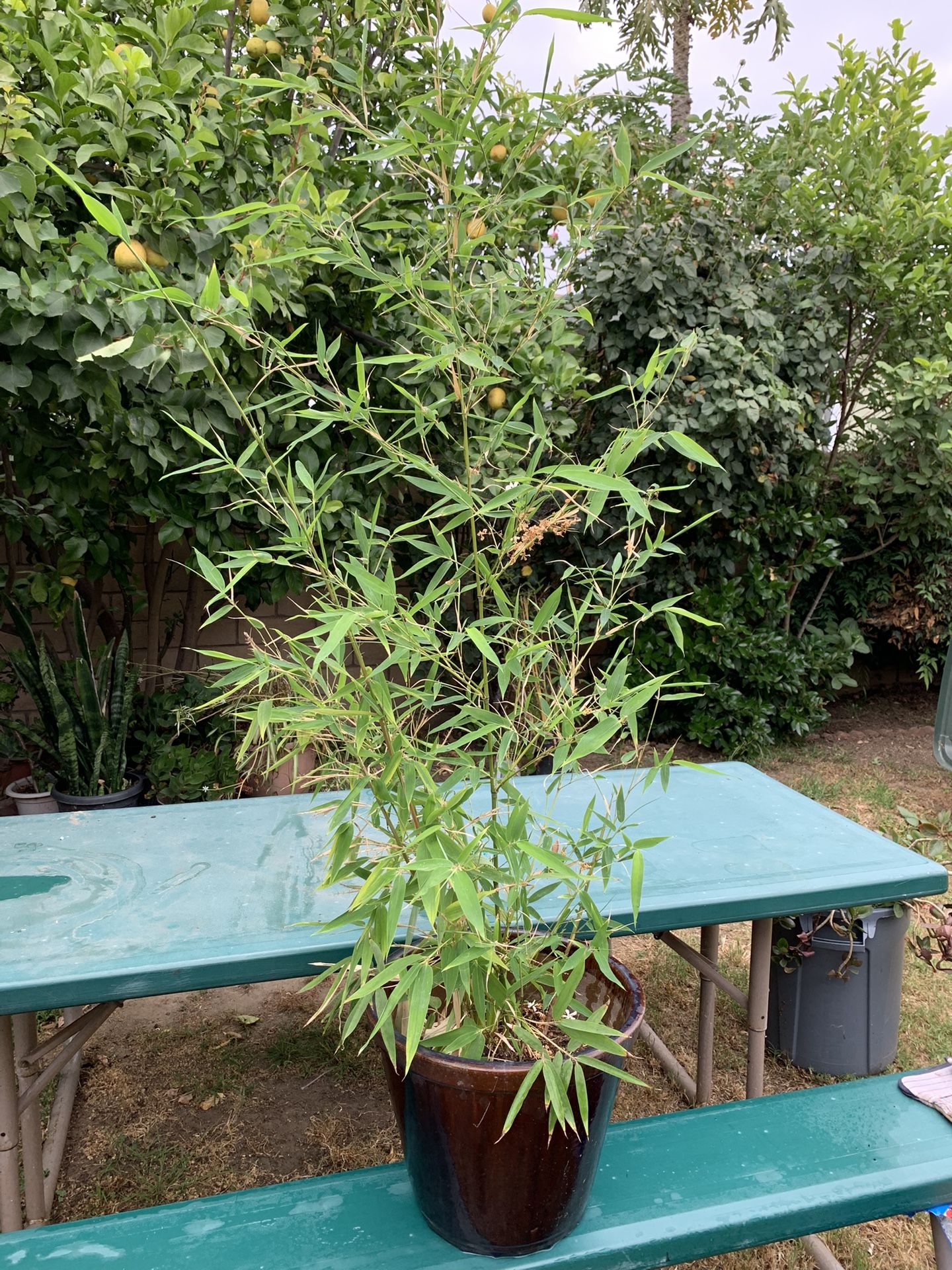 Bamboo Plant