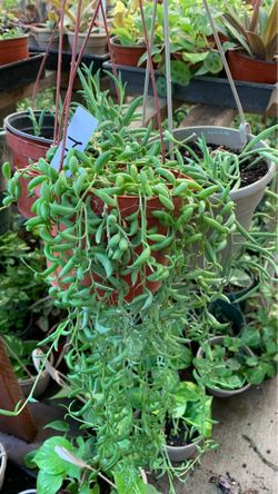 On sale string of banana