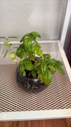 Basil plant
