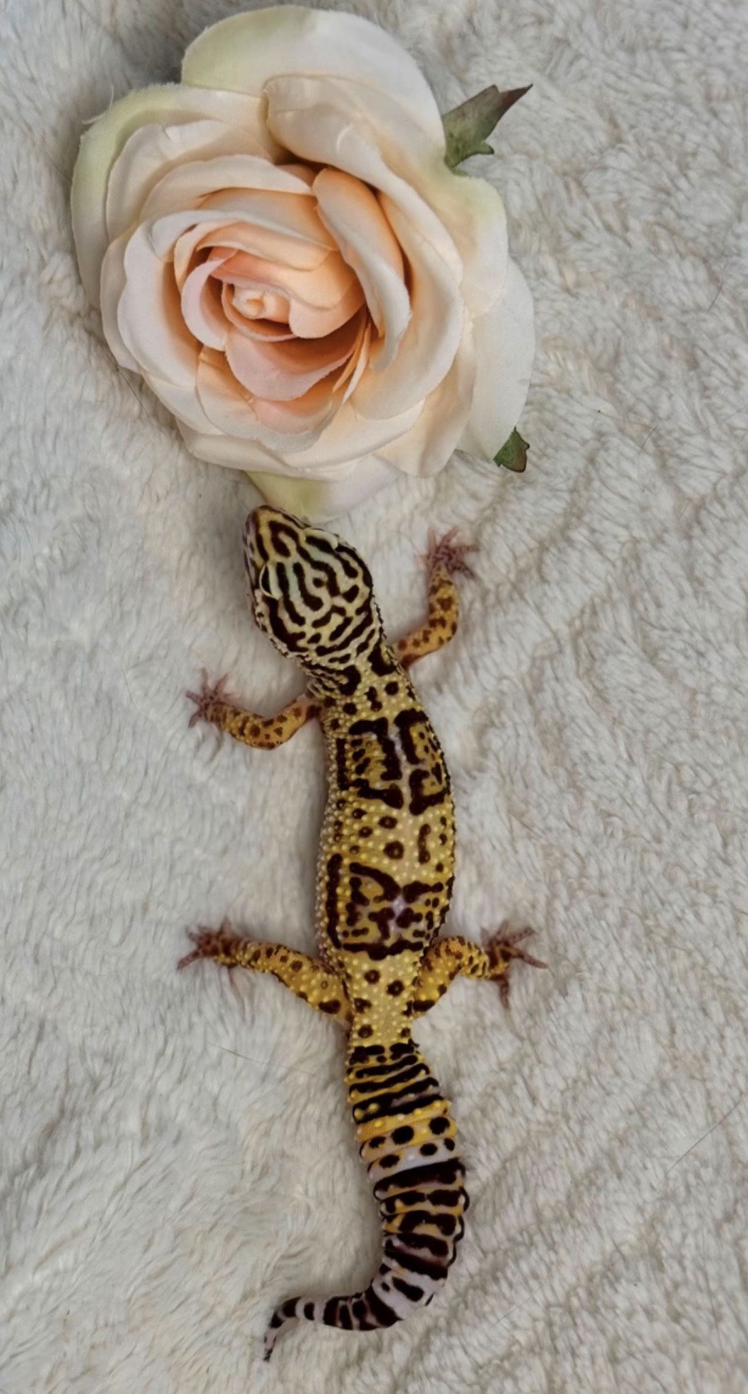 Reptile tank