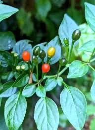 Arbolitos De Chile Chiltepe O chiltepin.   