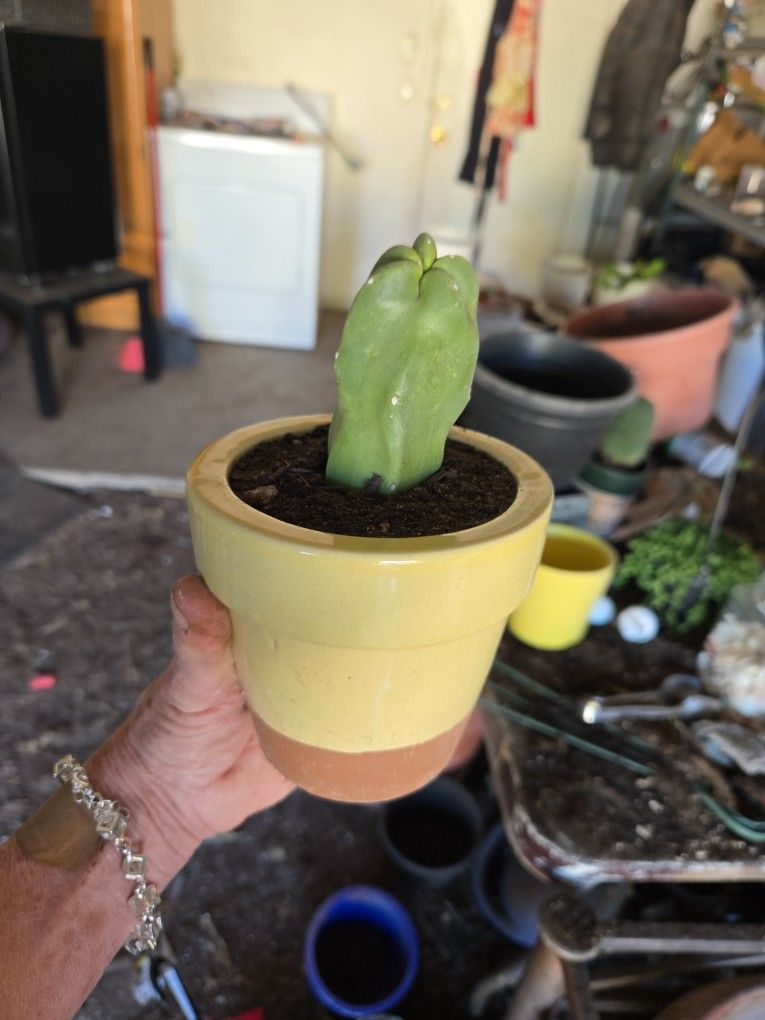 Sweet Rooted Small Totem Pole Cactus Planted In 3in Pot.