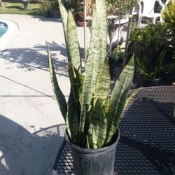 Snake Plant In A Pot $12
