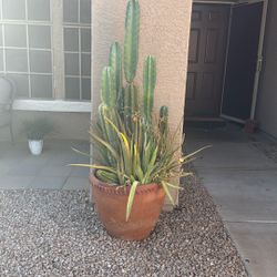 Live Cactus In Big Clay Pot 