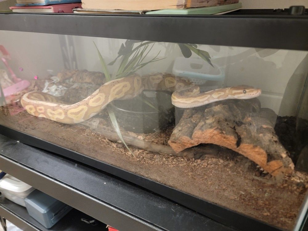 20 Gallon Snake Tank
