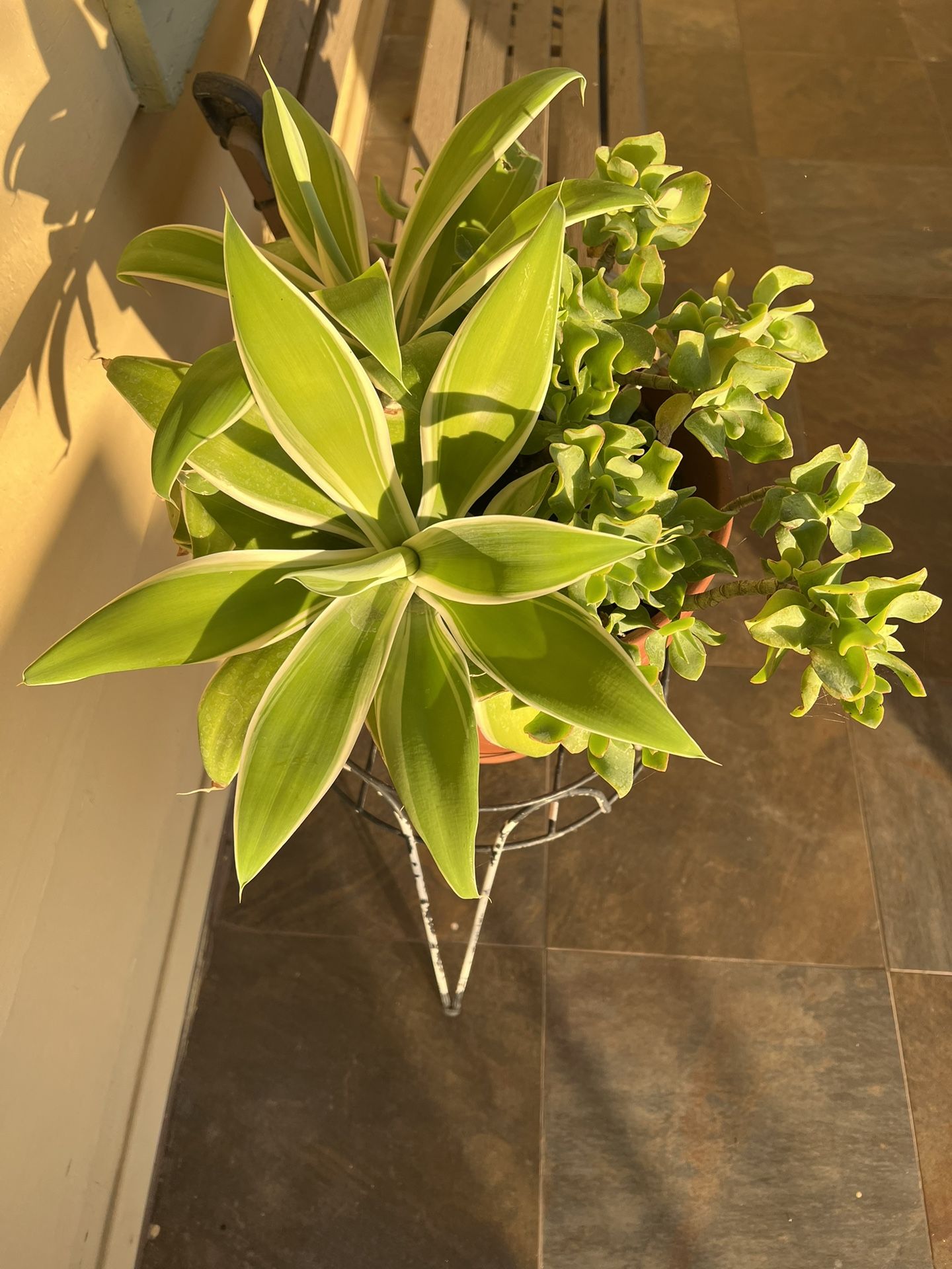 Succulents