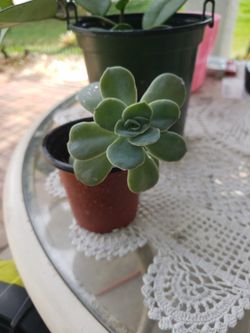 Succulent