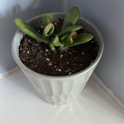 Live Houseplant, Crassula Ovata, Hobbit Jade, Shrek Ears in 5” Grey Ceramic Pot