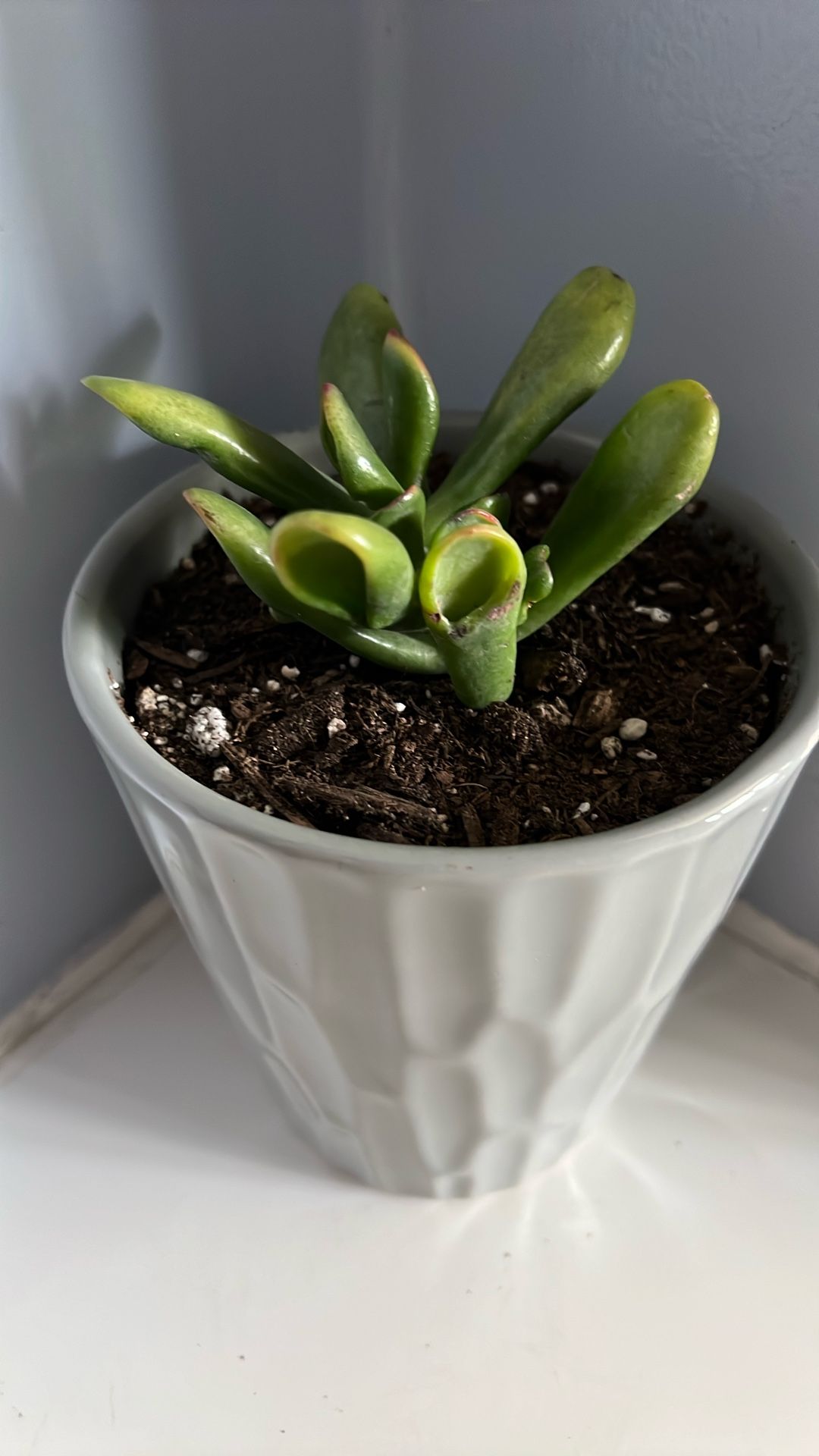 Live Houseplant, Crassula Ovata, Hobbit Jade, Shrek Ears in 5” Grey Ceramic Pot
