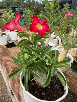 Desert Rose