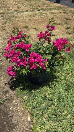 Buganvillea