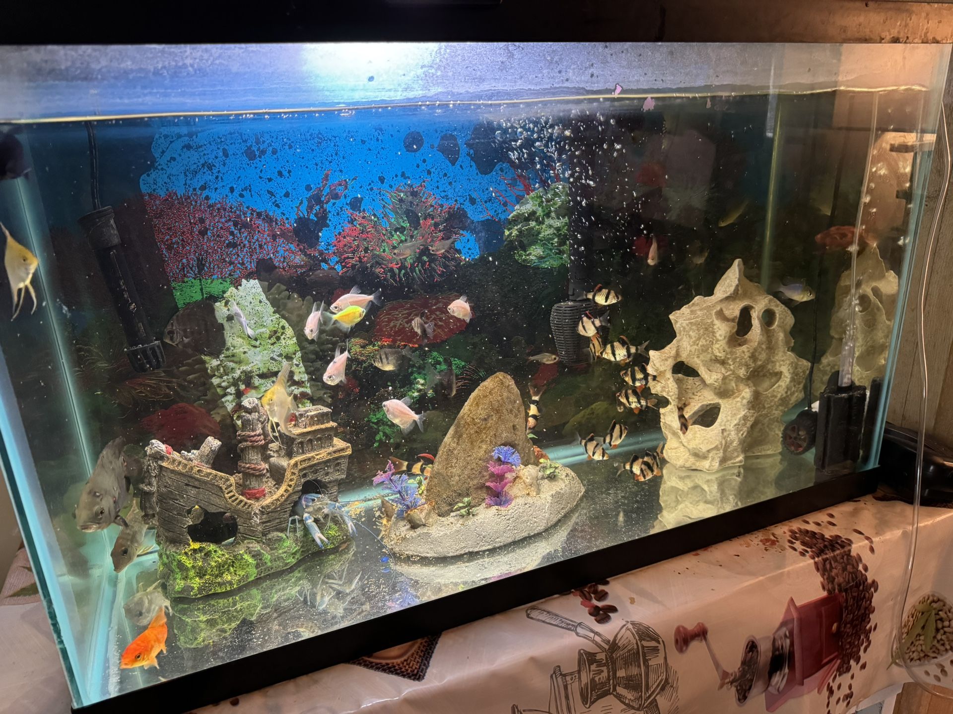 Fish Tank 