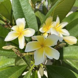 This Weekend Only! 20 Gallons Plumerias Only $20!!