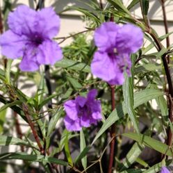 Mexican Petunias 