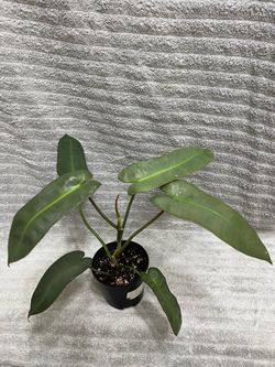 Philodendron Atabapoense Live Plant