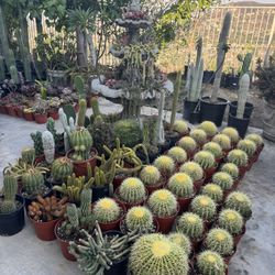 Wide Variety Of Cactus And Succulents Plants