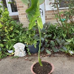 Elephant Ear Plant