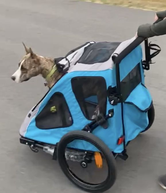 Dog Bike Trailer 2-in-1 Pet Stroller Cart Bicycle Wagon Cargo Carrier