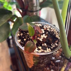 Strawberry Shake Philodendron (Plant Trades!)