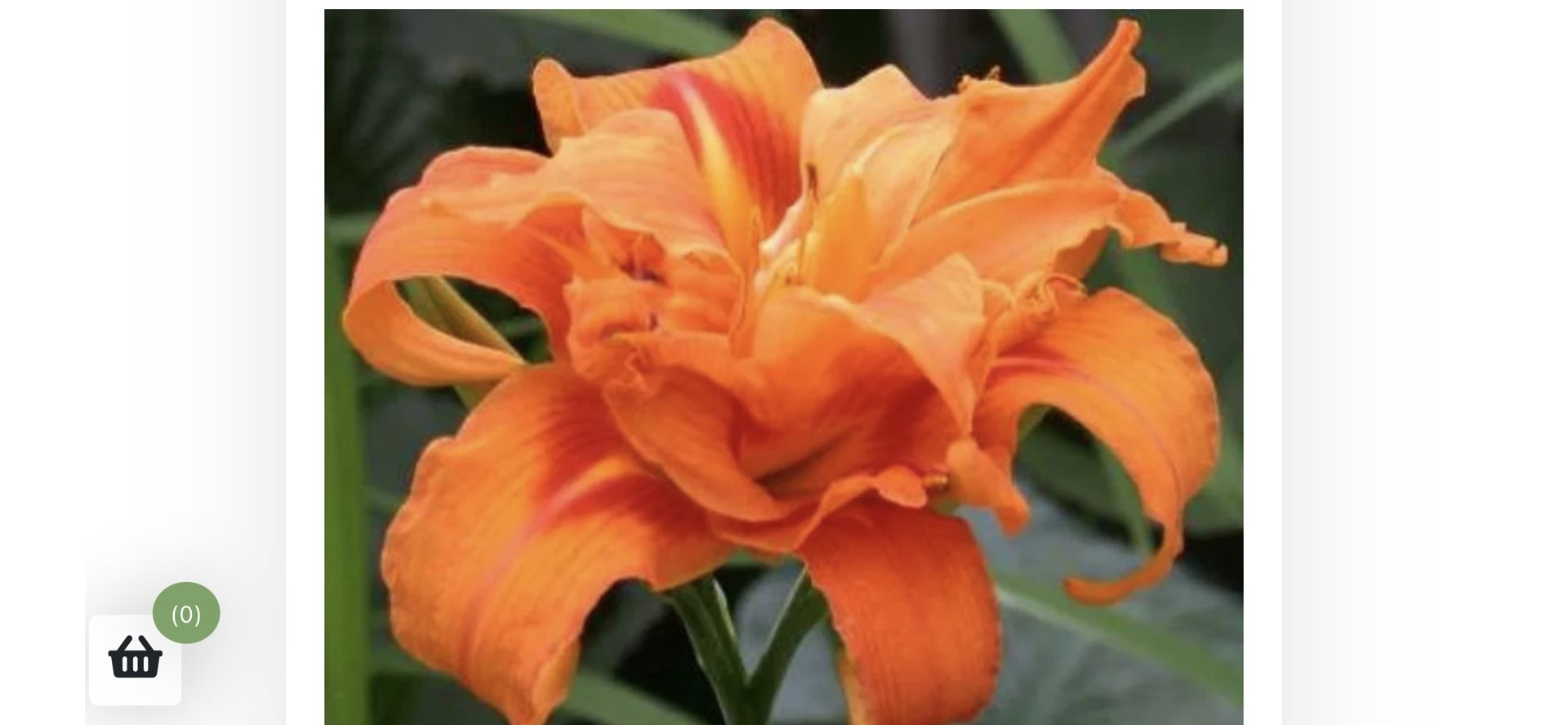 Daylily Plants (double orange )