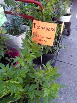 Tronadora