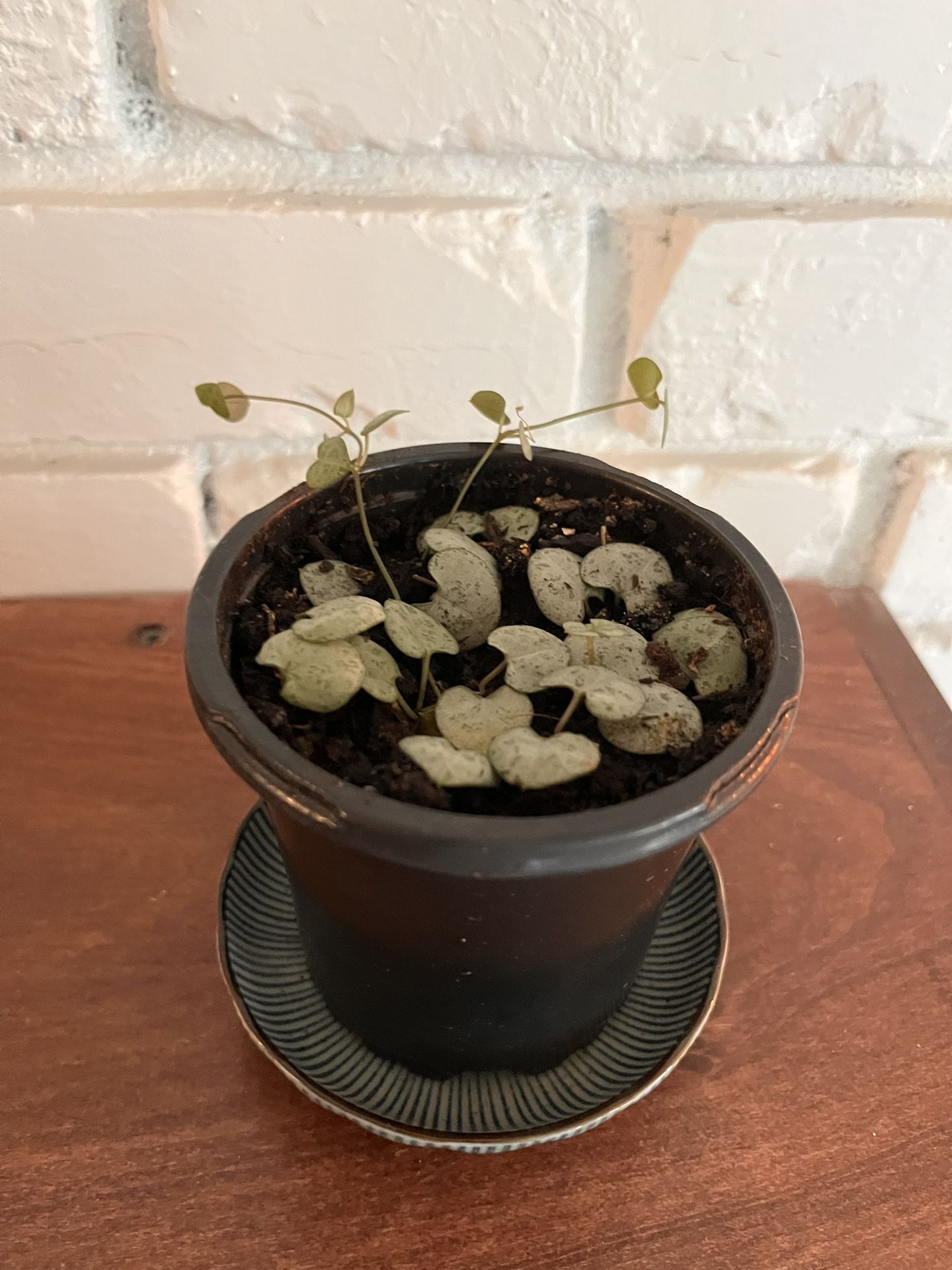 Small Healthy String of Hearts Plant