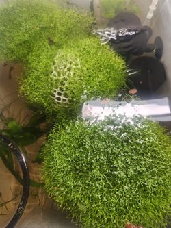 Crystalwort Riccia Fluitans – Live Floating Aquarium Plant - $10