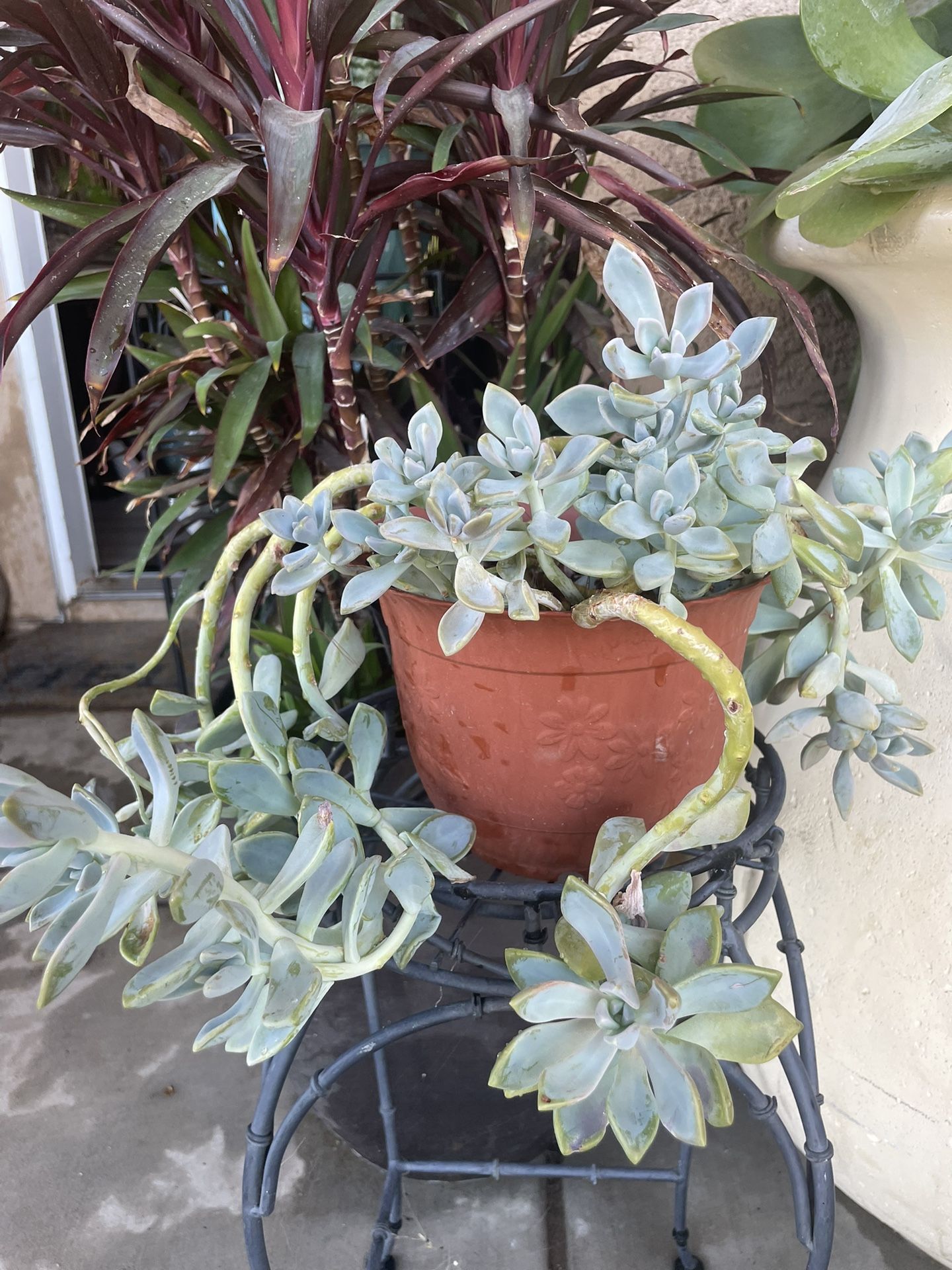 Succulents