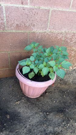 Tomatillo plant